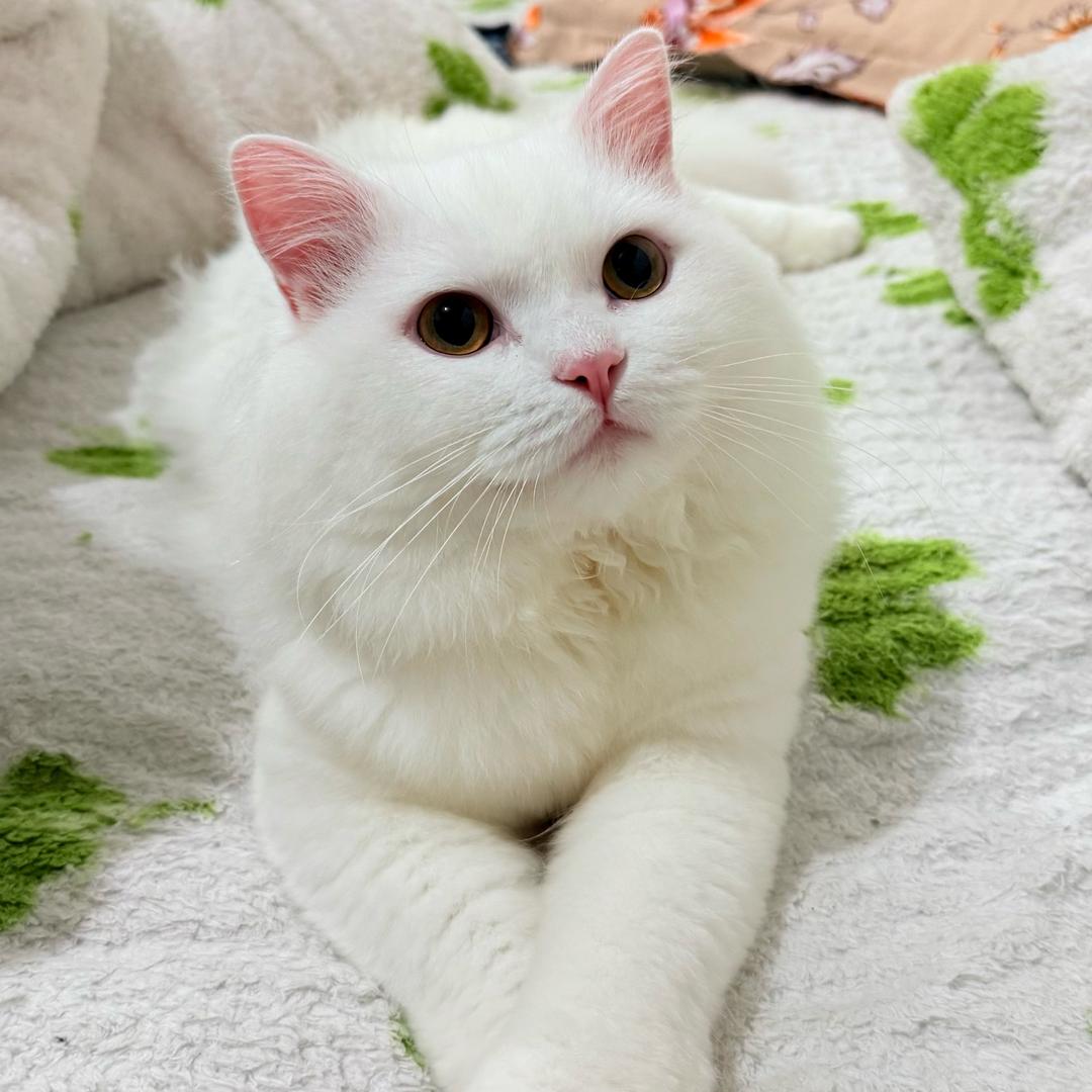 笑红.优选
