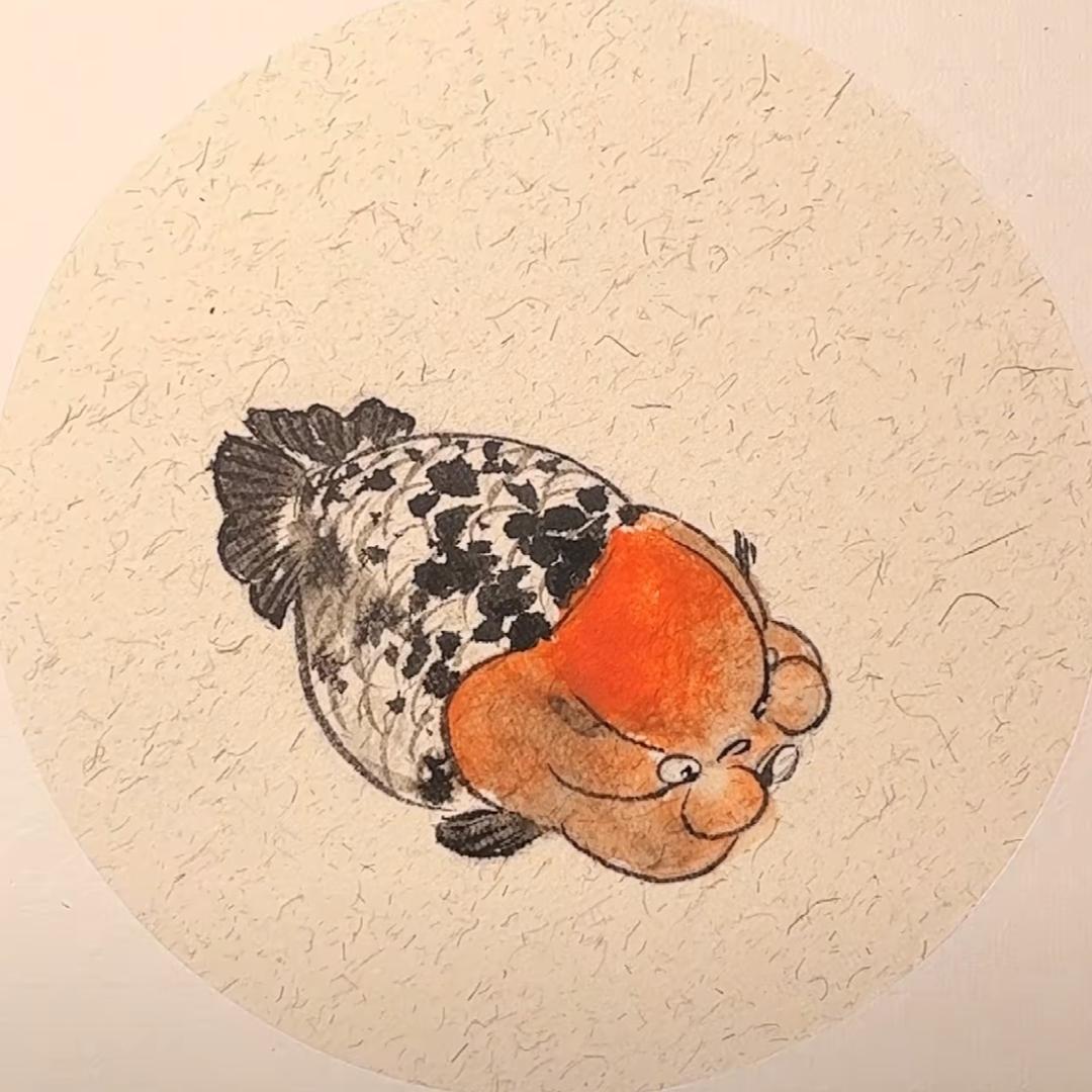 鱼夫兰寿金鱼