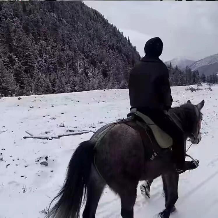 今晚打母老虎