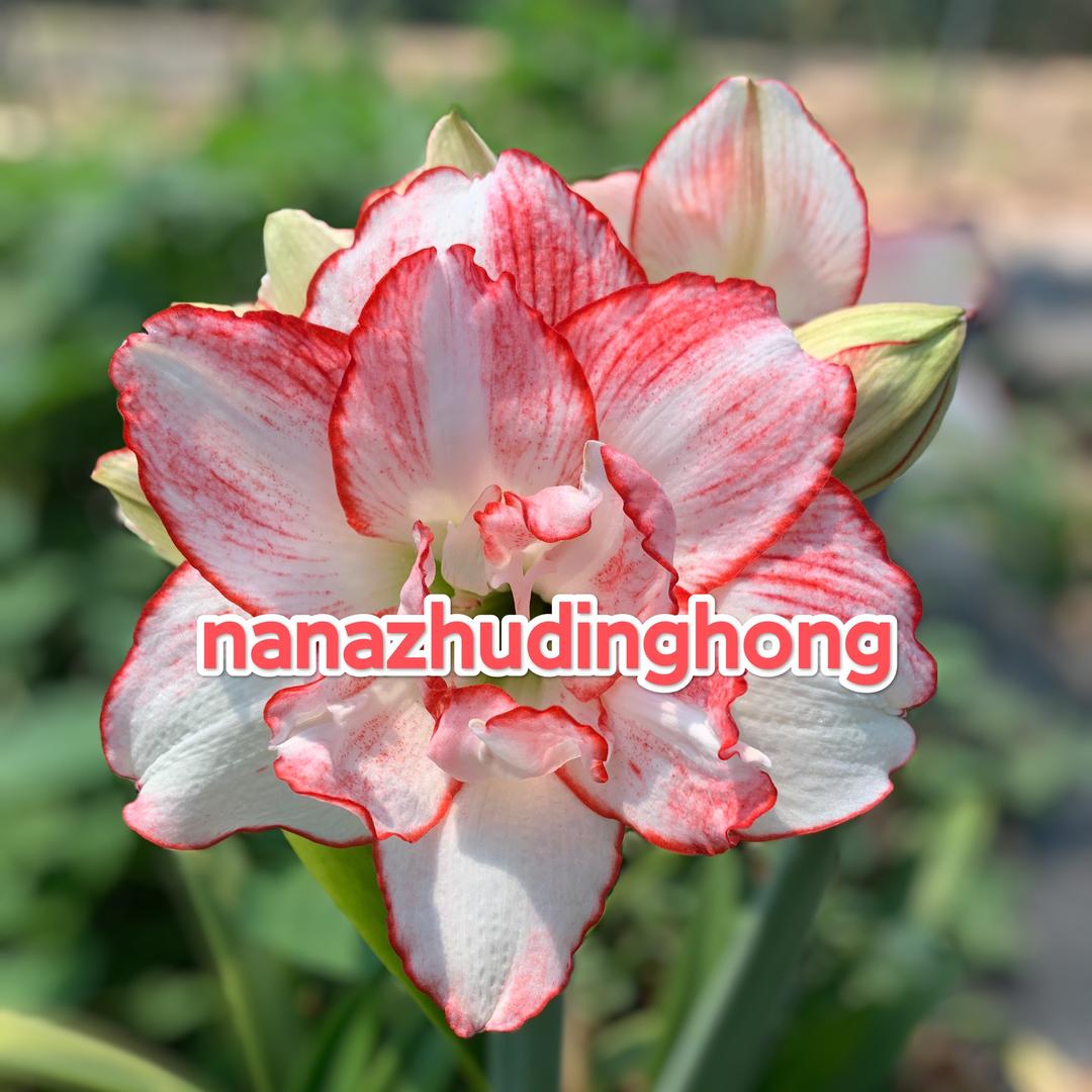 娜娜朱顶红（花儿朵朵）