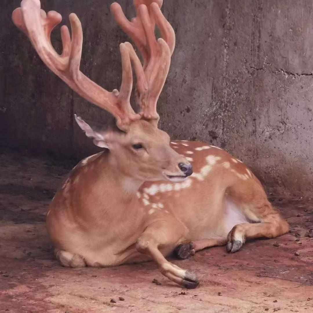 小秋梅花鹿养殖