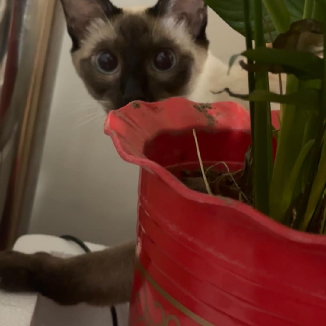 小猫豆包