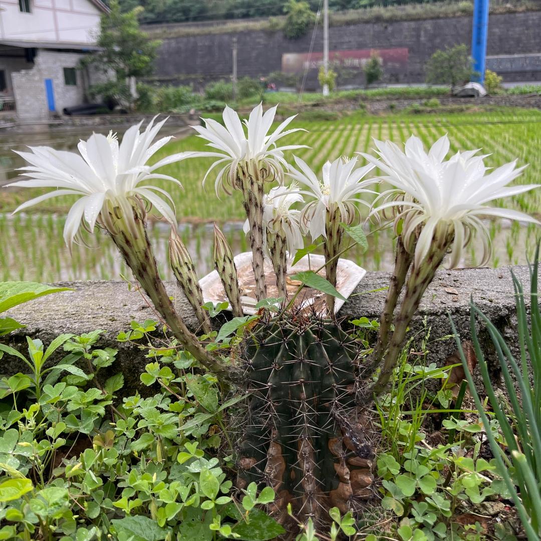 胡子老宝贝