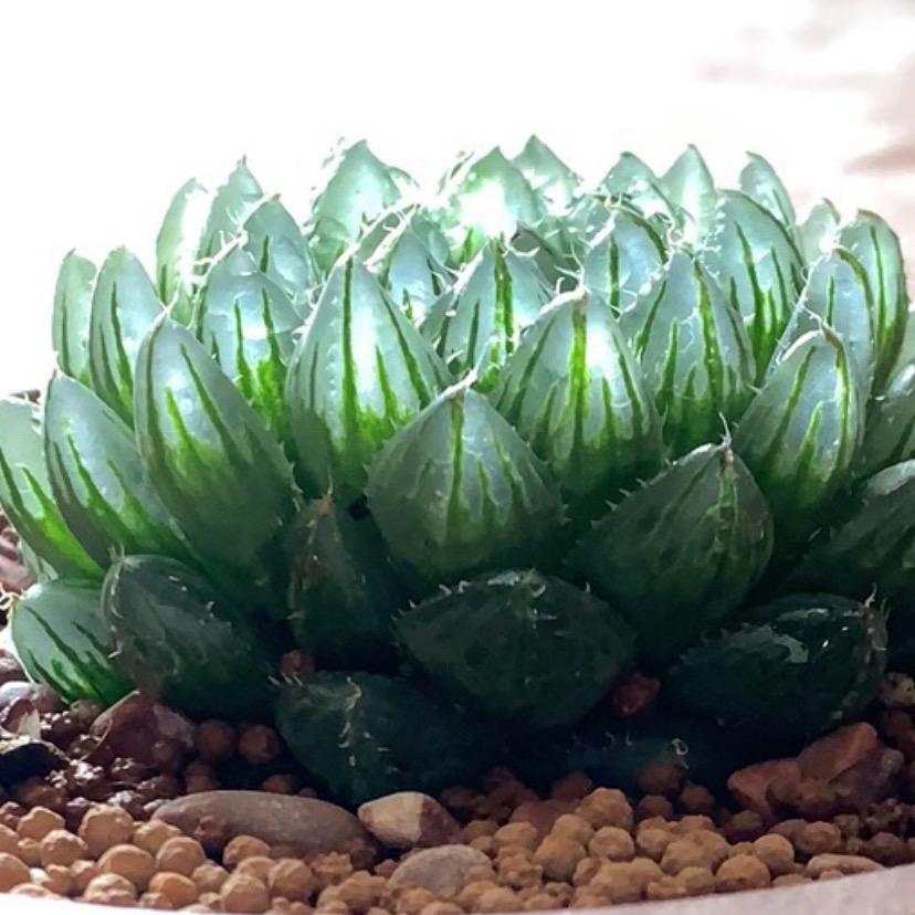 锦记花盆
