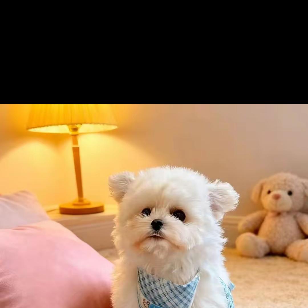 嘻宠宠物精选铺子