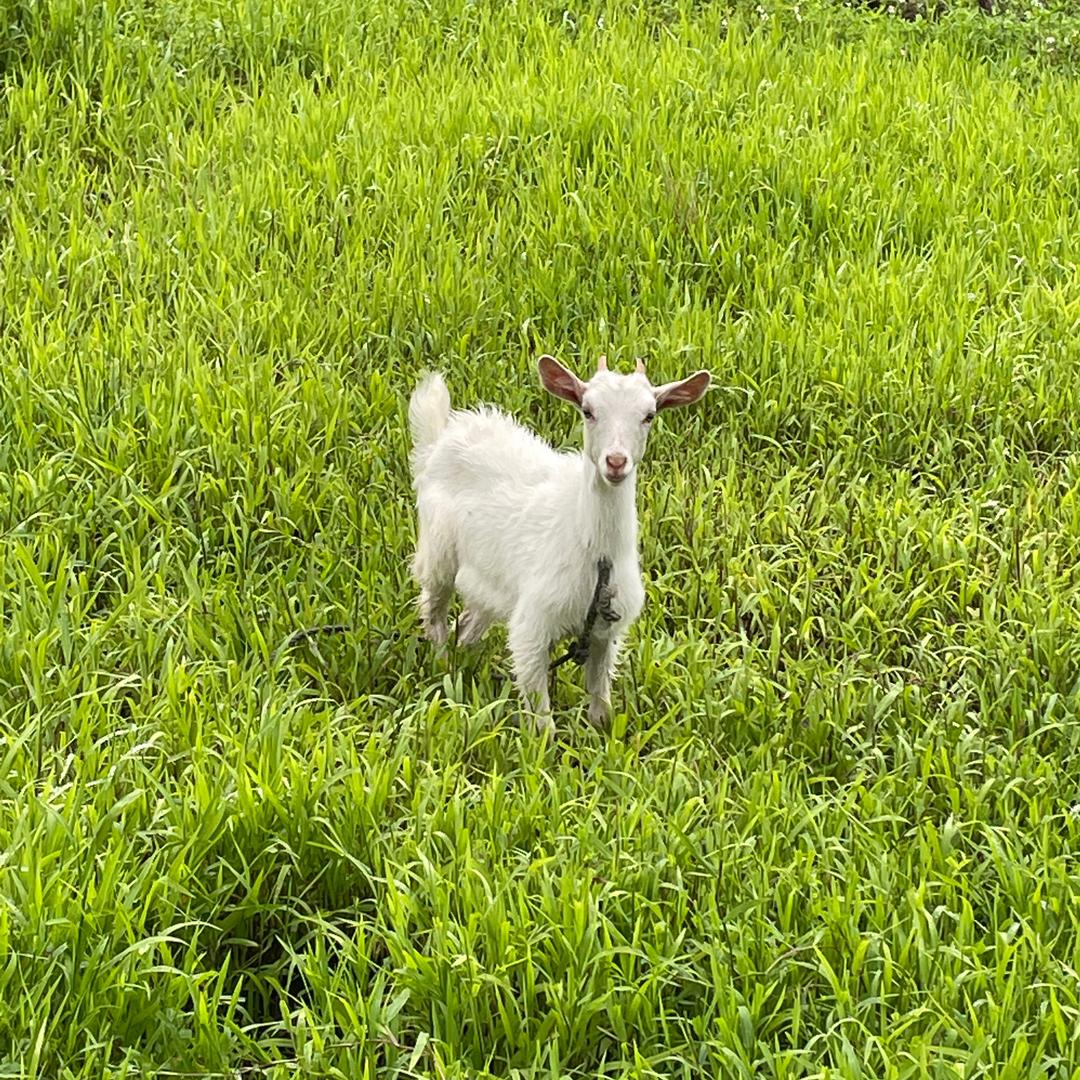 葡萄猪头炖草莓