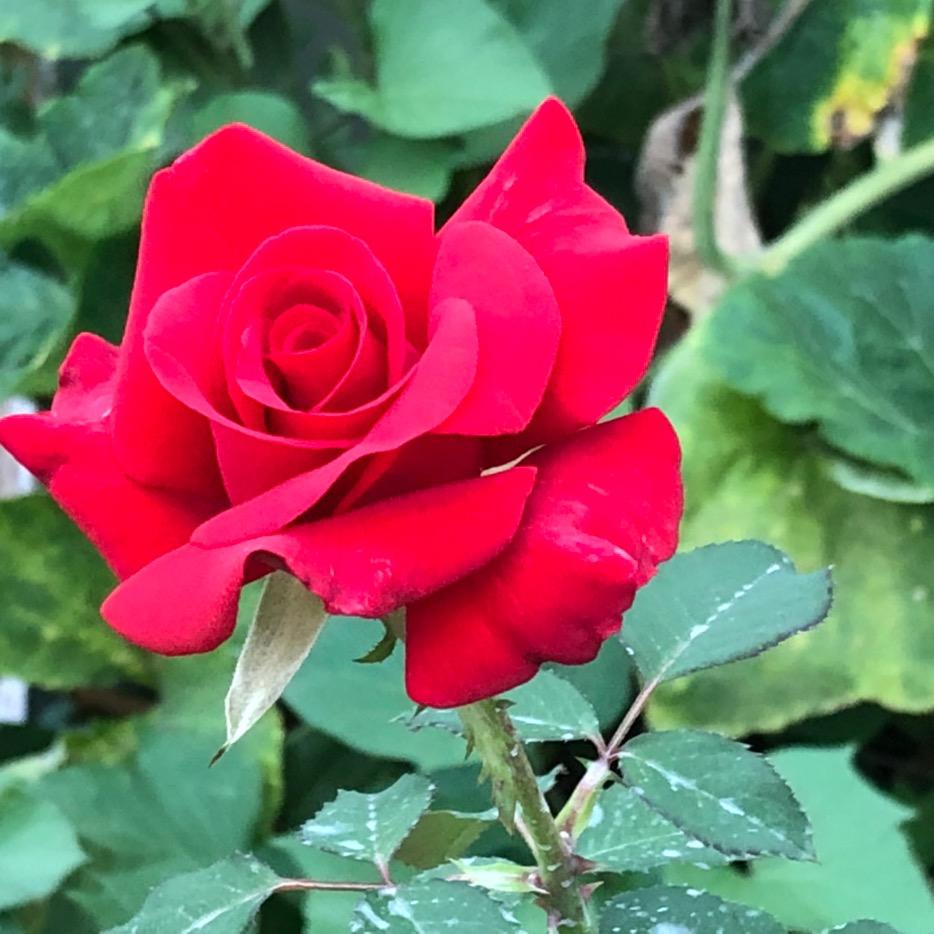 本硕博优质匹配然姐