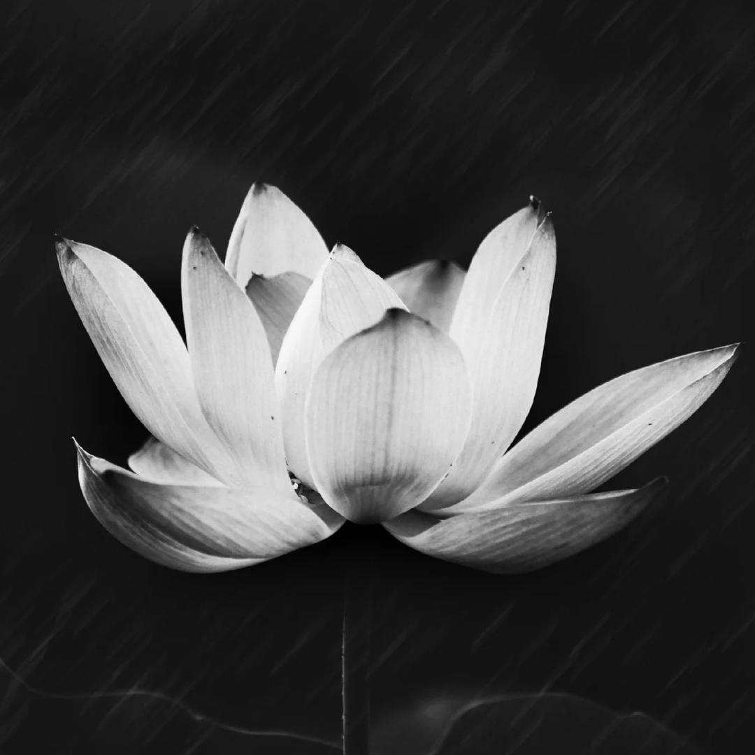 周淡淡