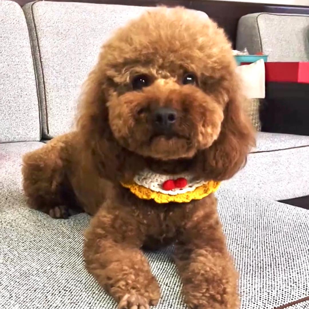 豆丁👉宠物用品