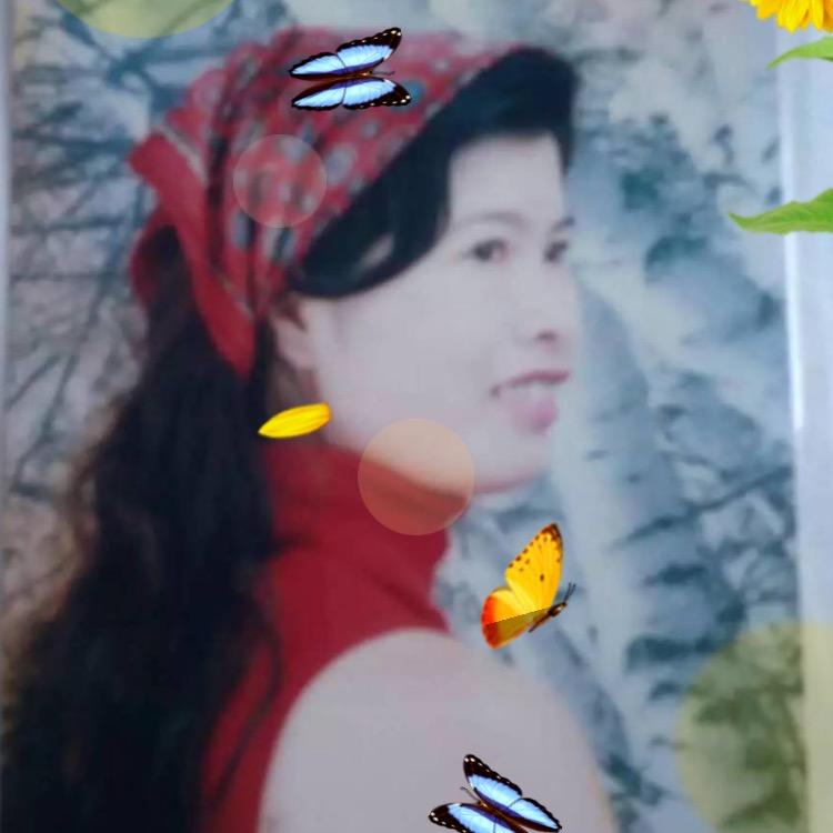 凤尾竹《凤琴》