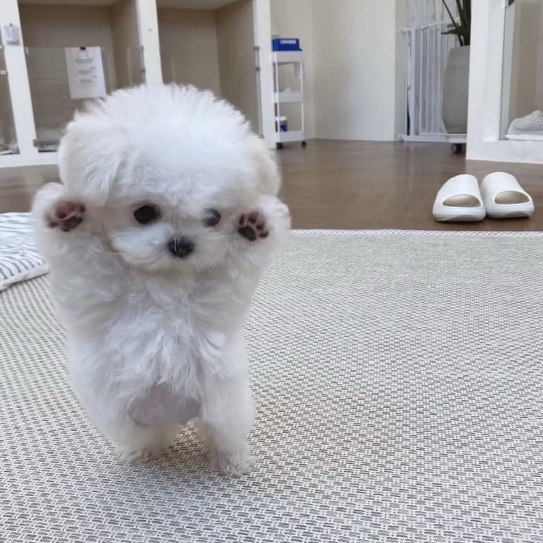 ･ᴗ･꧞