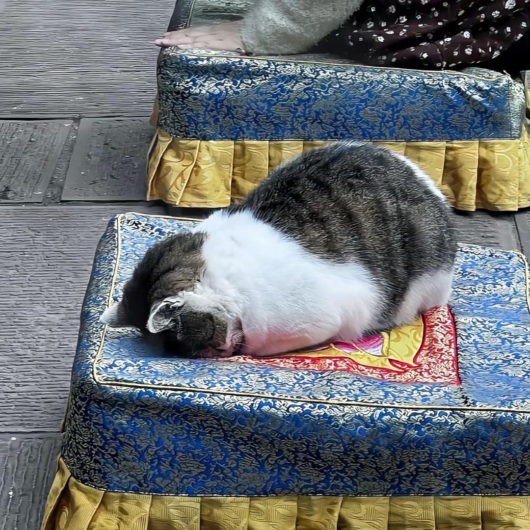 凤梨ㄟ(≧◇≦)ㄏ