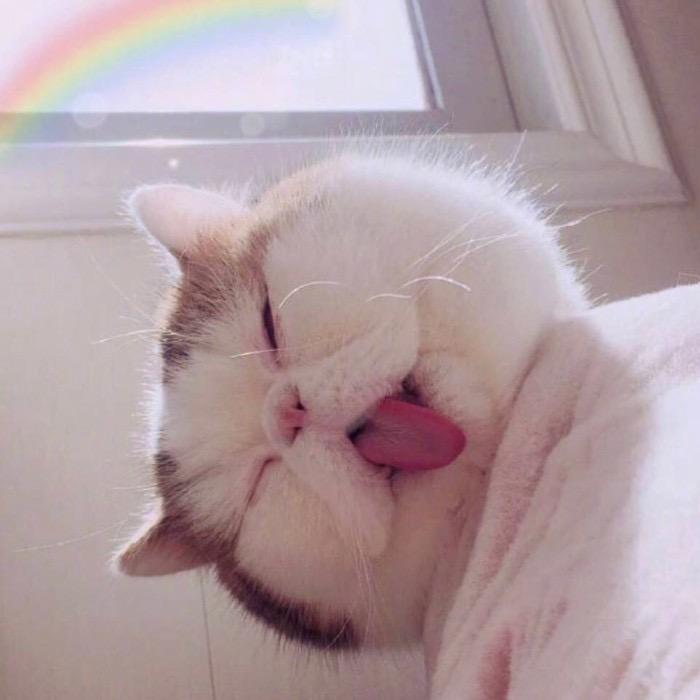 会炸毛的小姑凉