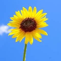 小葵花🌻