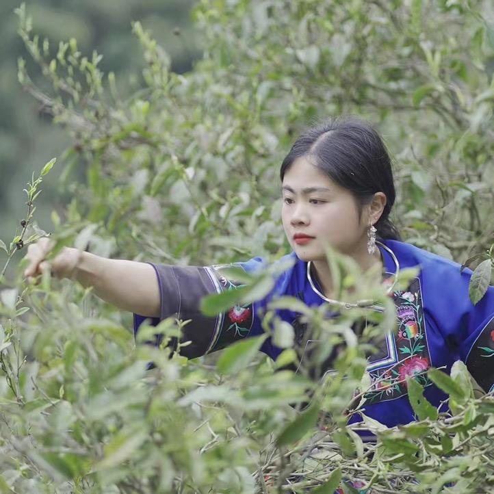 龙二红·保靖黄金茶