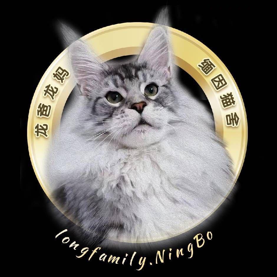 龙爸龙妈缅因猫舍