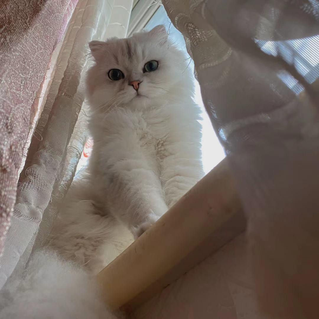 ℳ  ᳐梅 ᳐੭ﾞ🌸