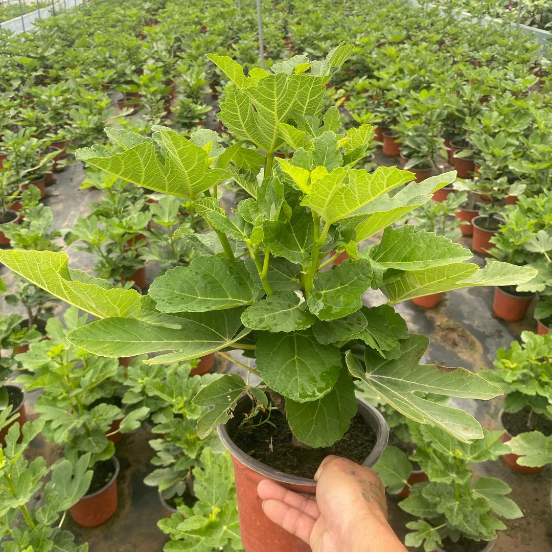 少年家无花果