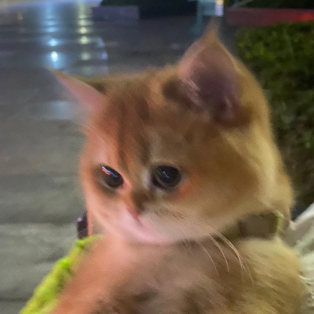 糖元宝