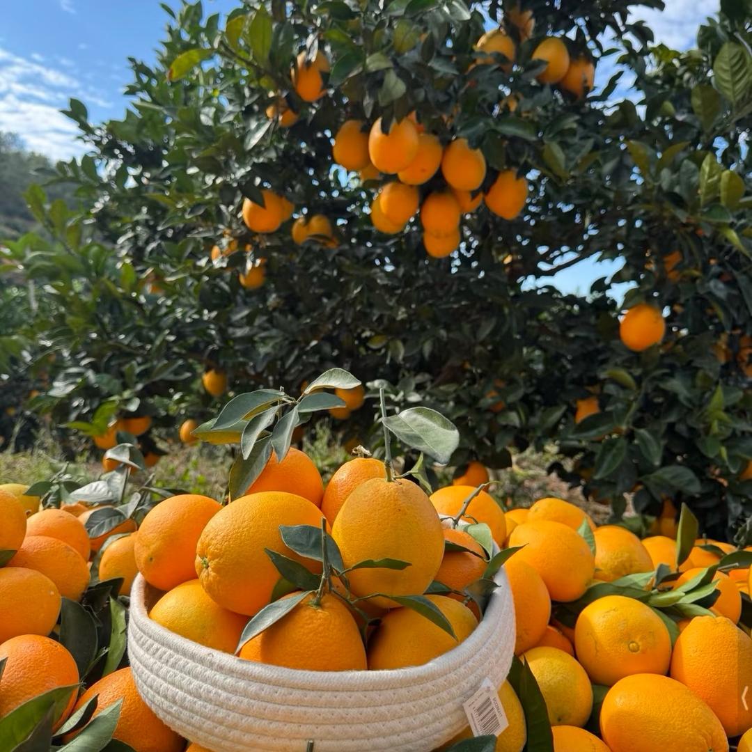 文佳鲜果（赣南脐橙）