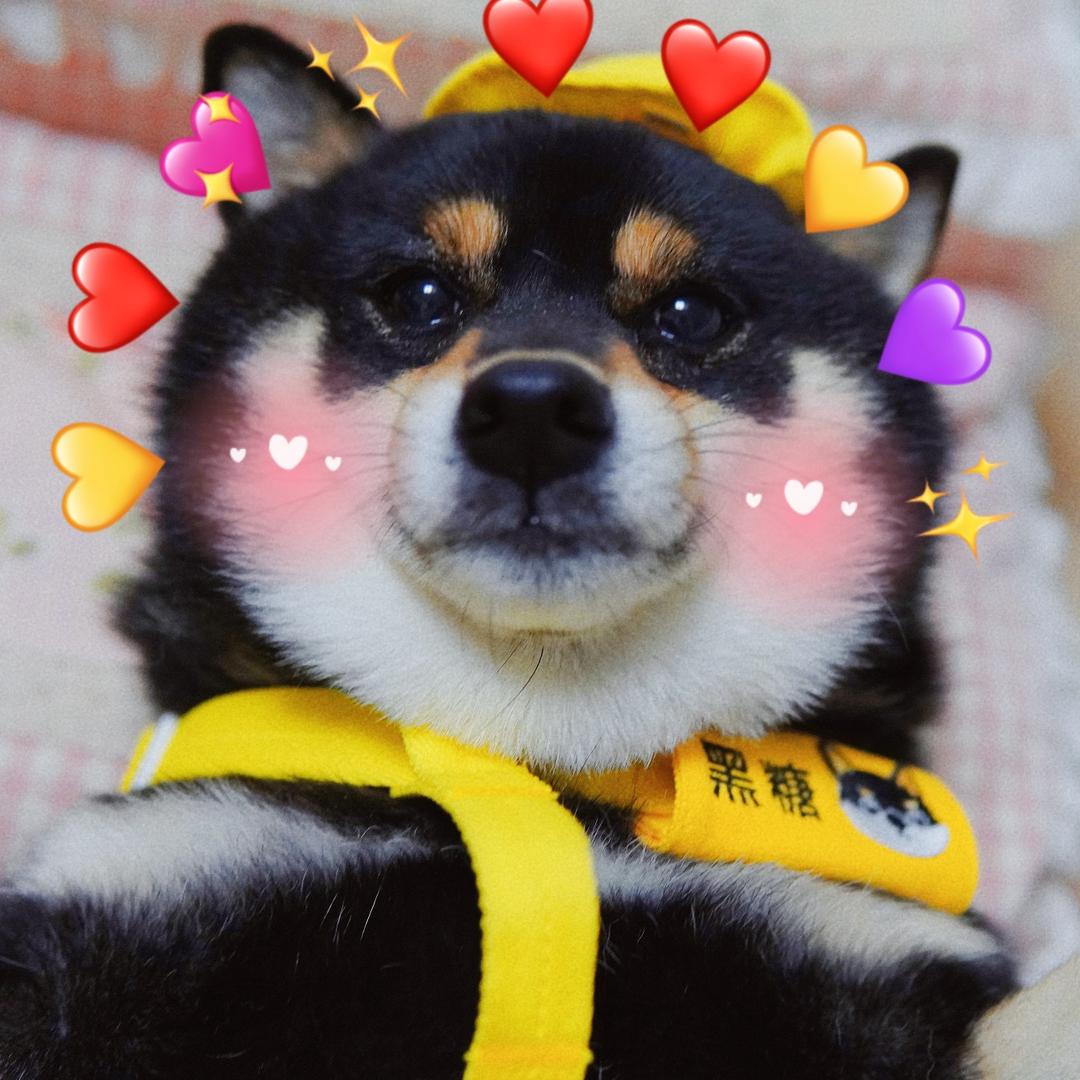 柴犬黑糖