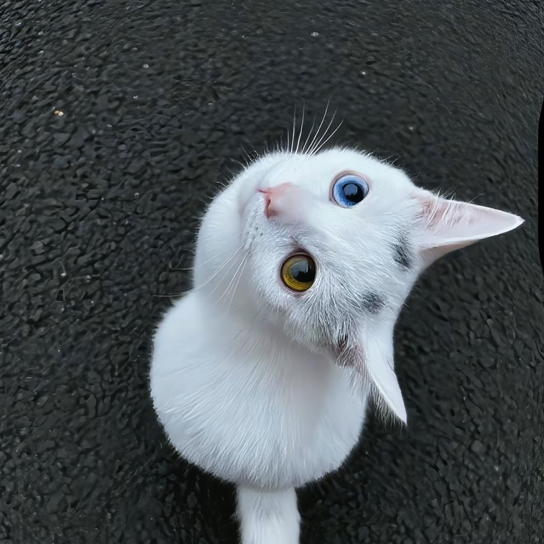 博