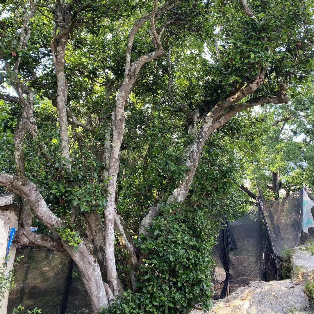阿干万户行（源头收茶）