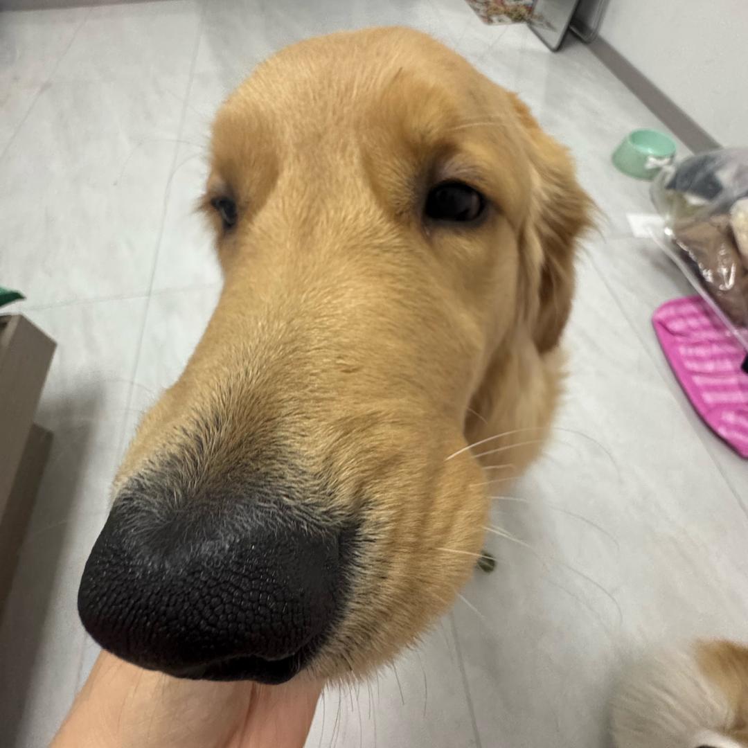 静香