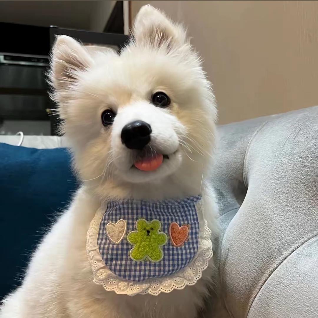 史迪仔仔
