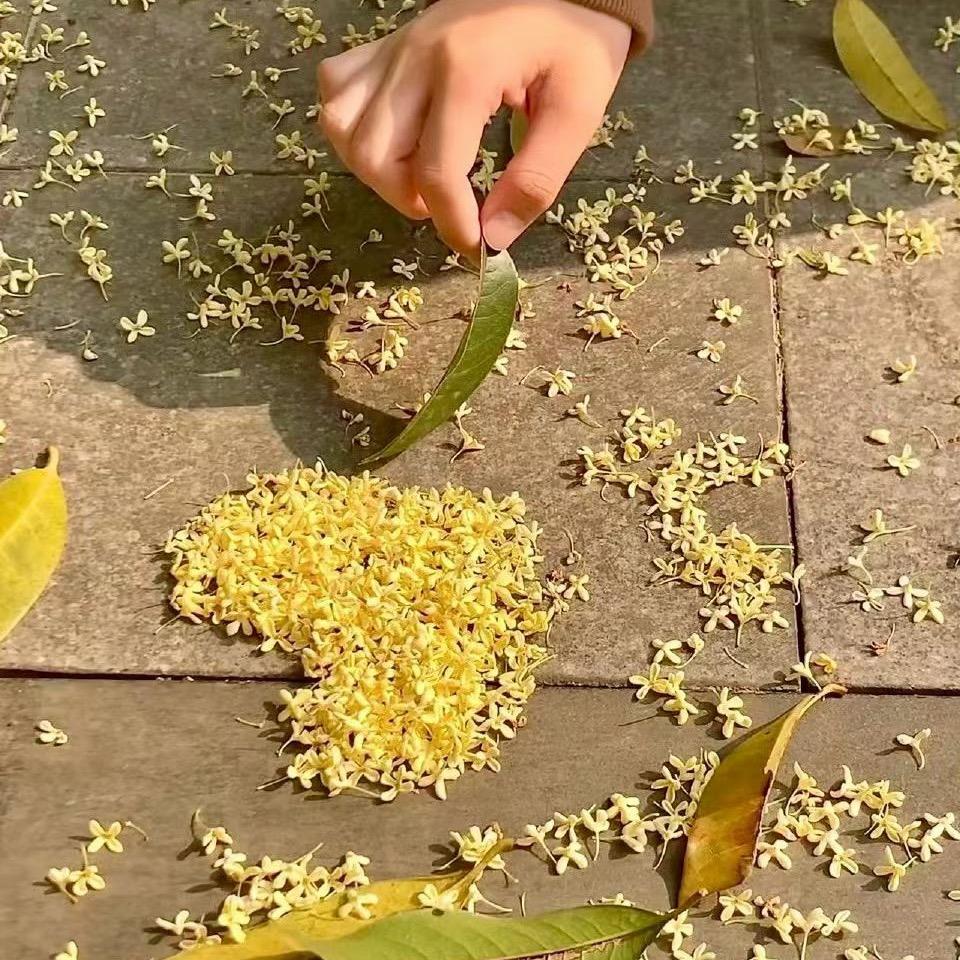 小狮名表（已作废）