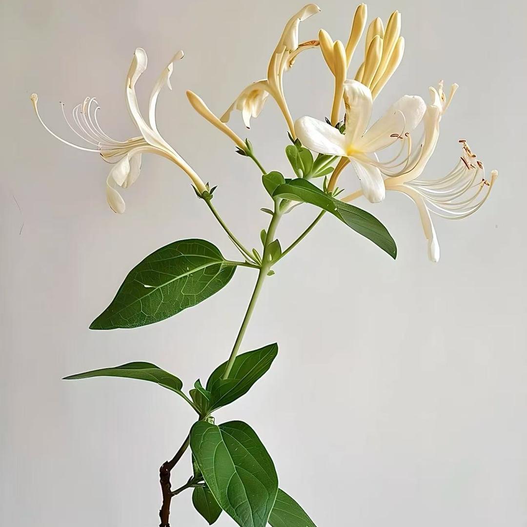 植萃研究所
