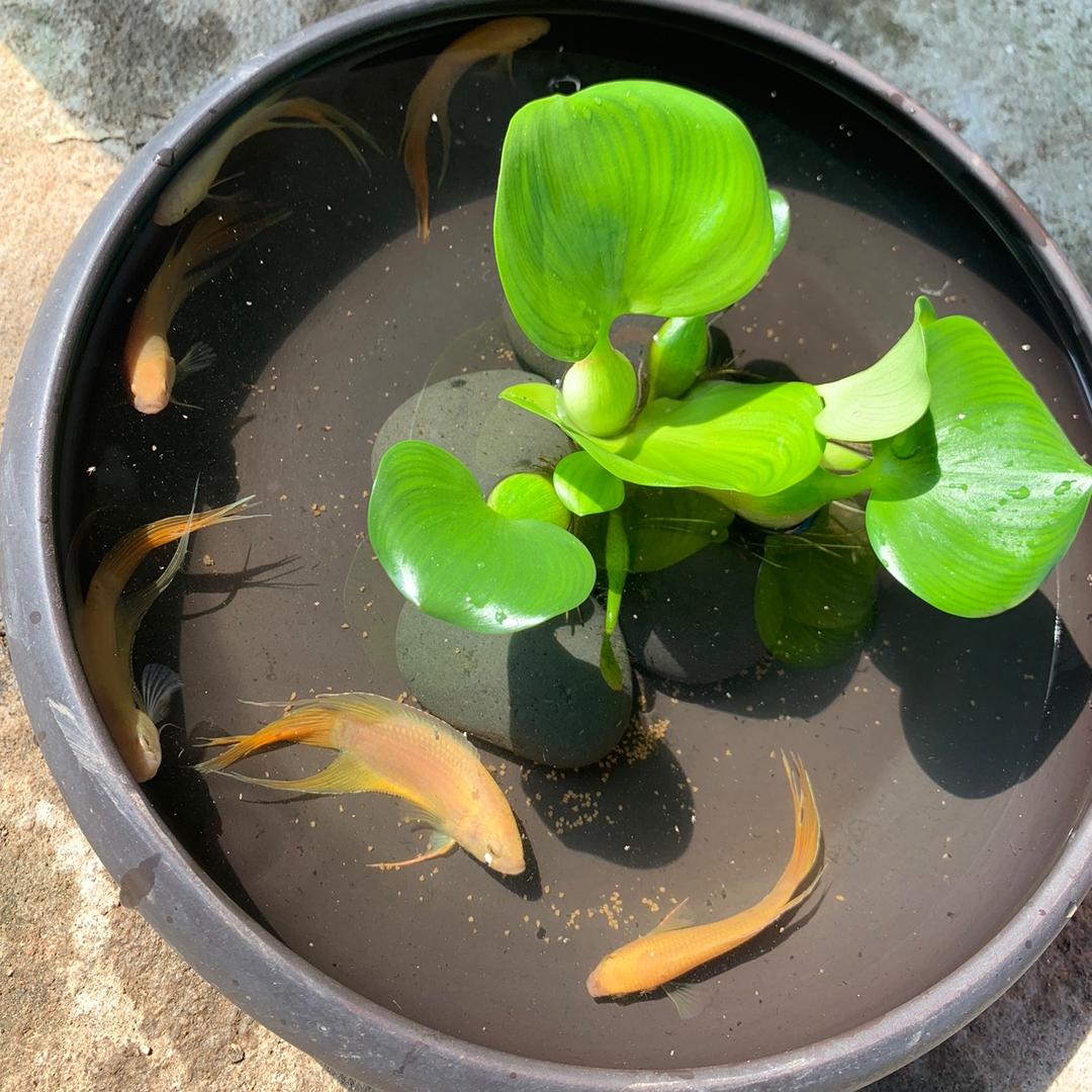 阳江盈轩观赏鱼渔场