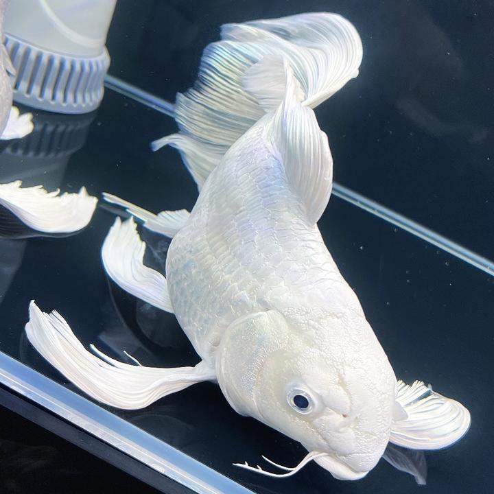 羊羊家的蝴蝶鲤