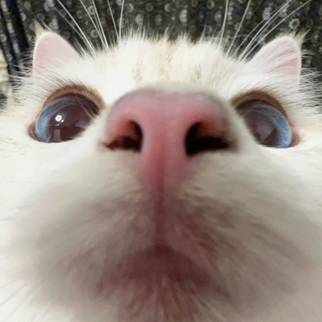 报告！是小猫