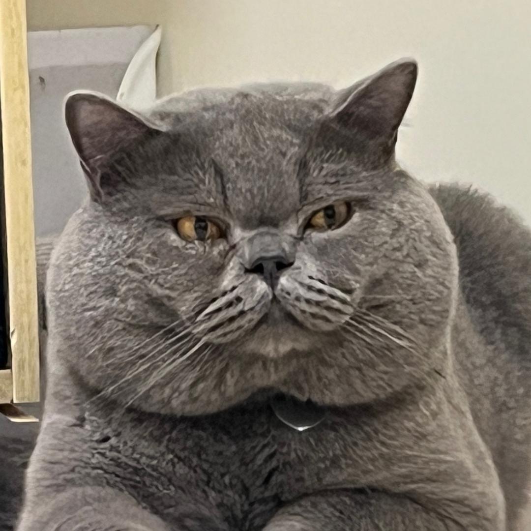 筱雅家有喵宠物