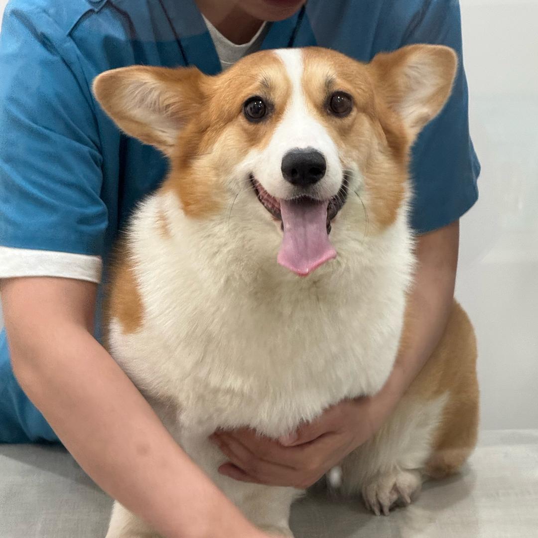 黄火闷鸡(见到马群耀版）