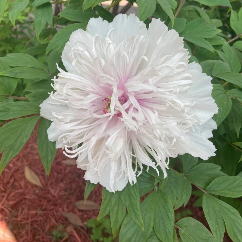 植语臻选阁