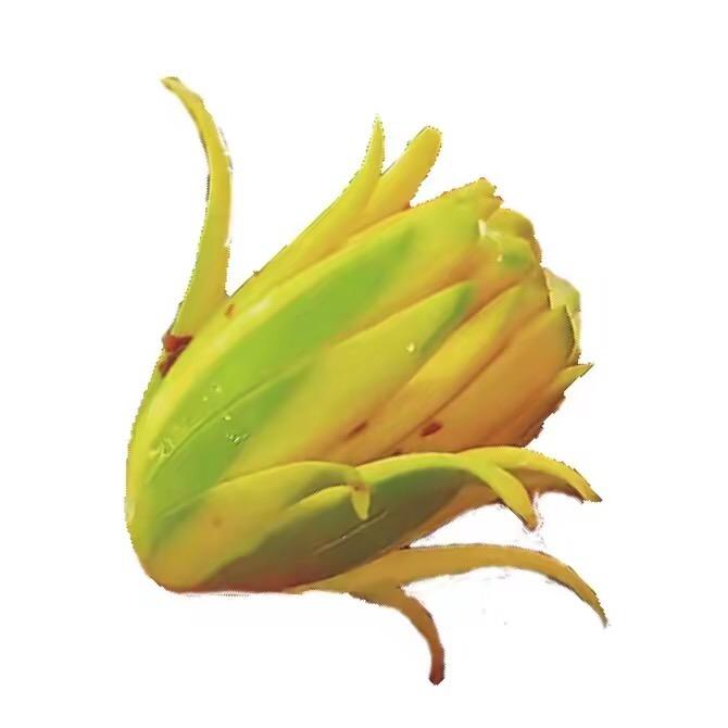 博白芒果花🥭（白沙）