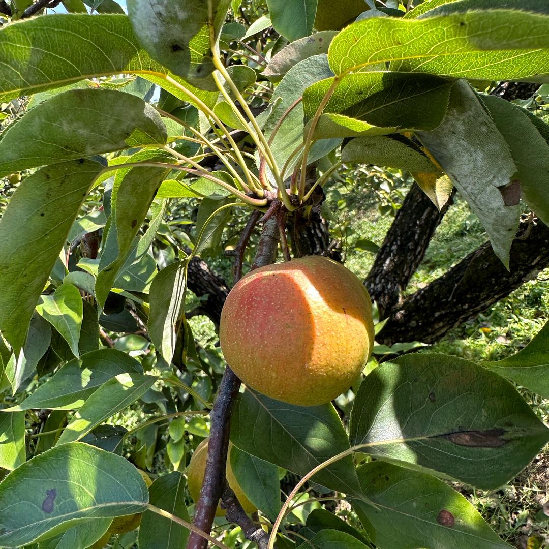 鞍山小权南果梨