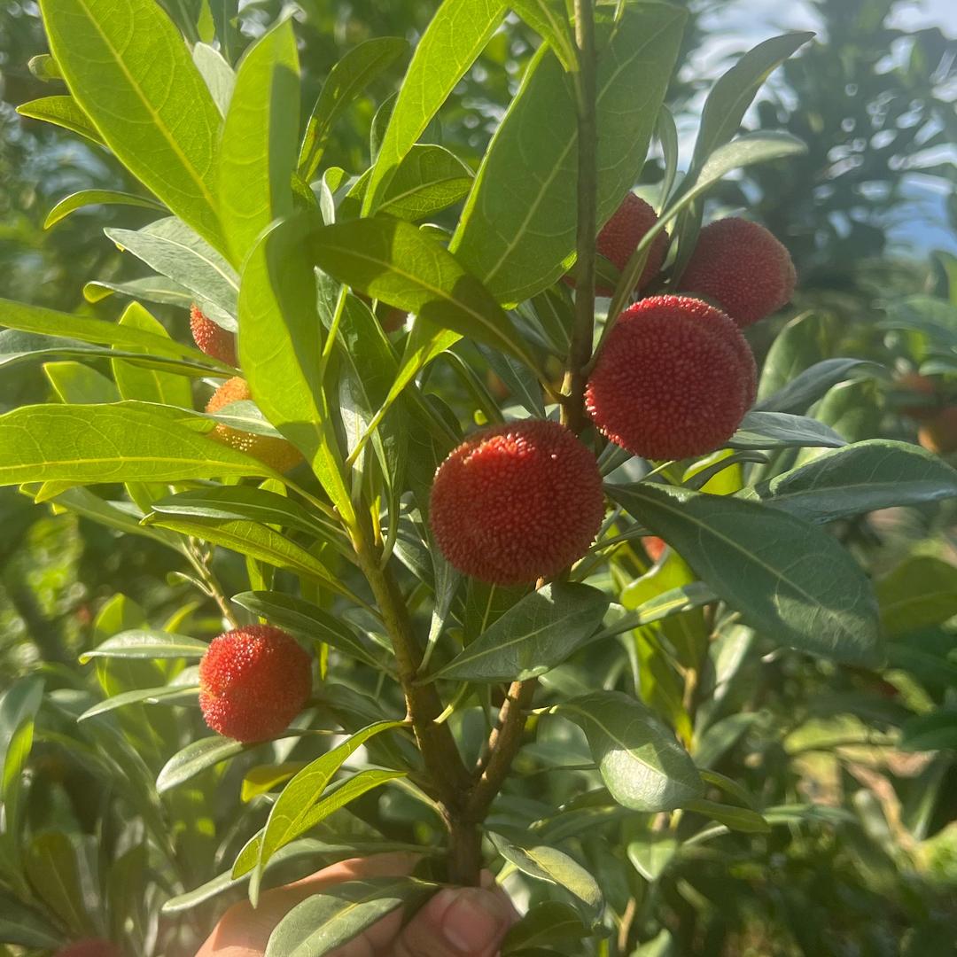 亿嘉源果树苗木专营店