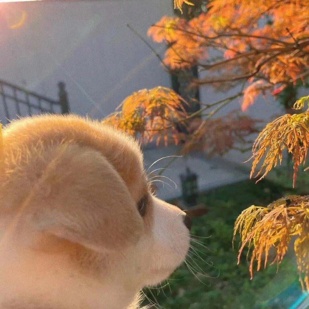 麦糖
