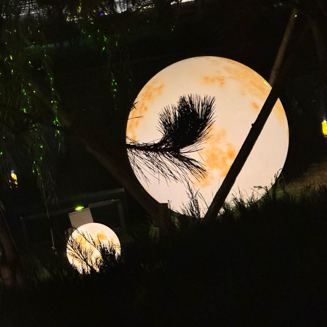 牛油果🥑有关必回