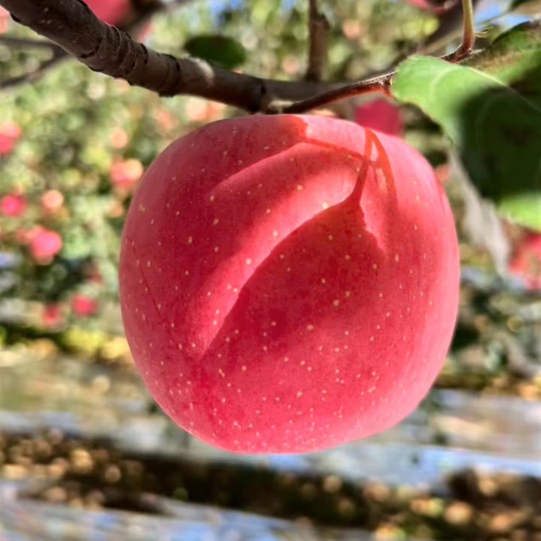 庆阳苹果
