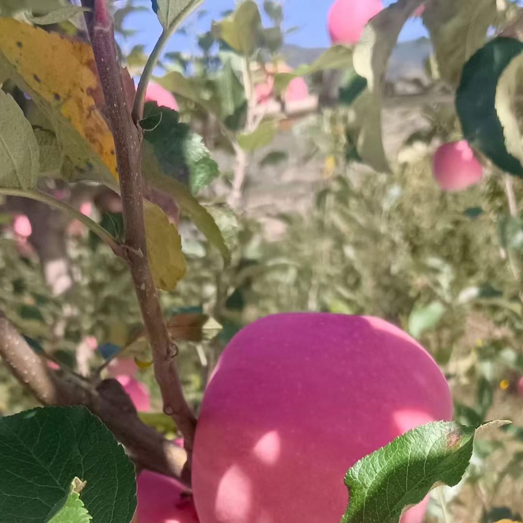 龙九生鲜优选