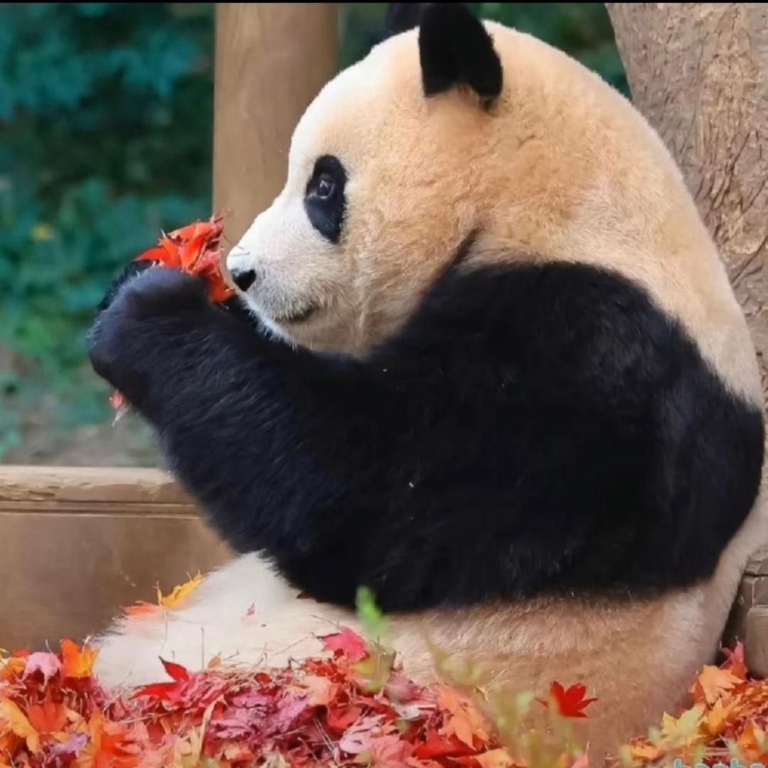 蕾蕾