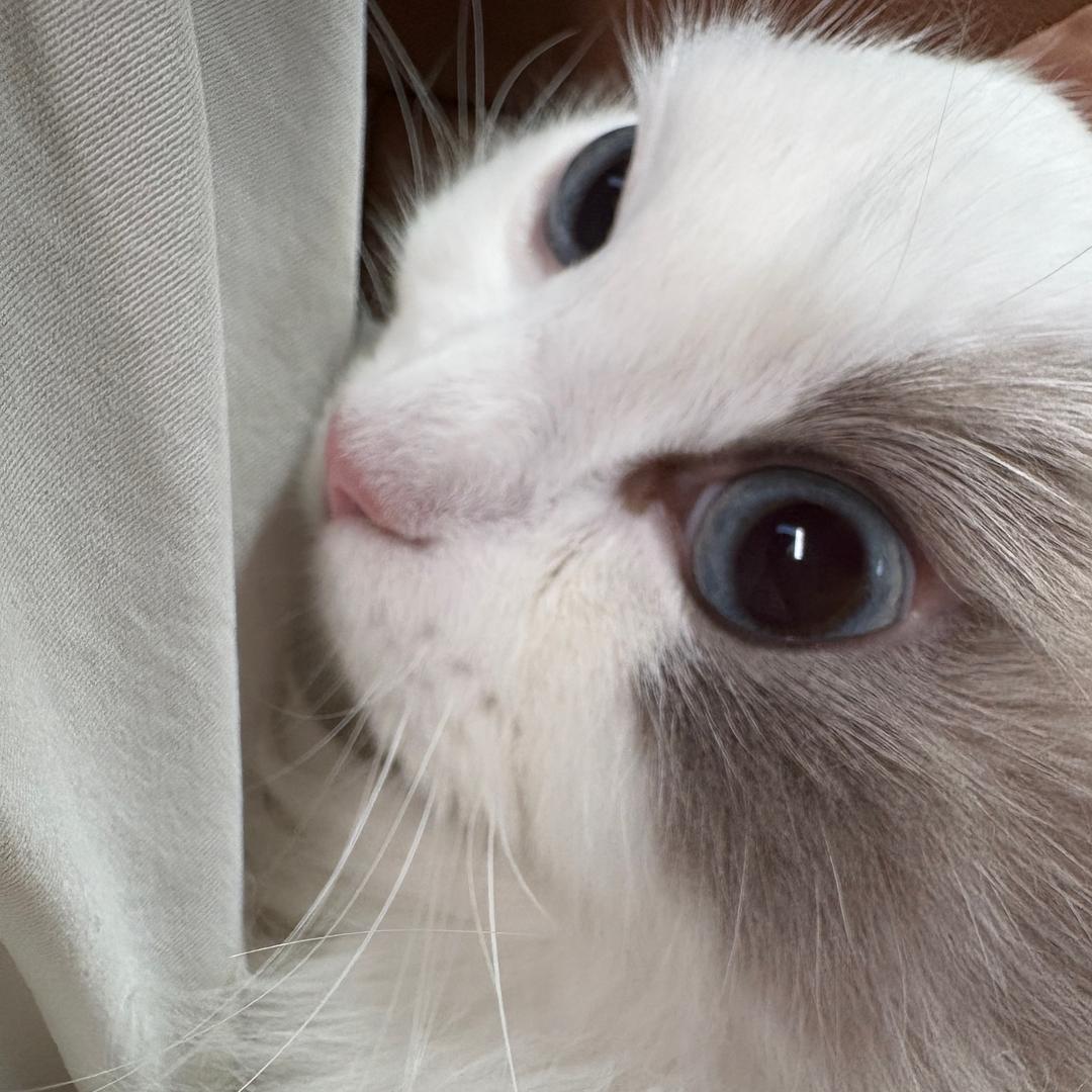🐈