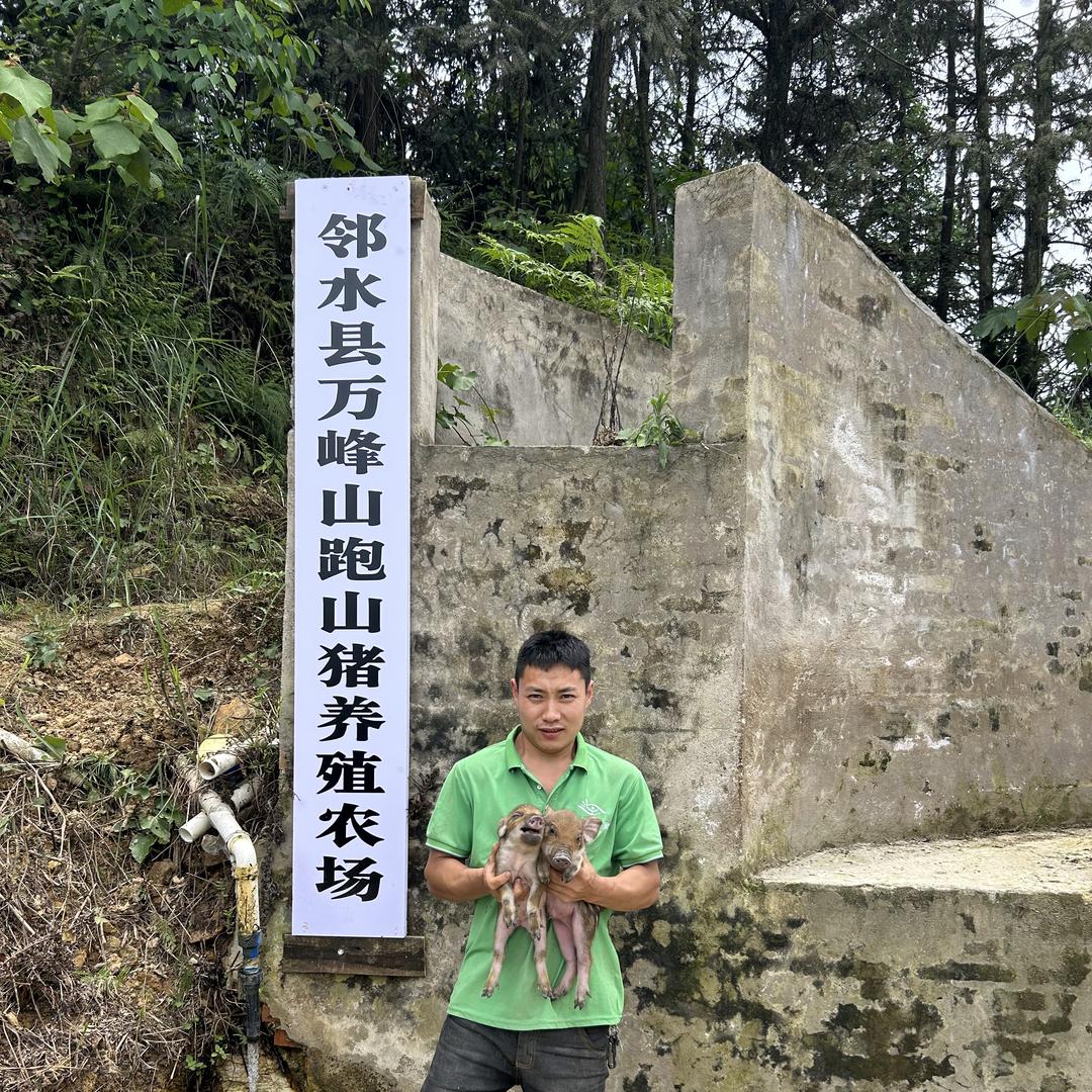 万峰山跑山猪