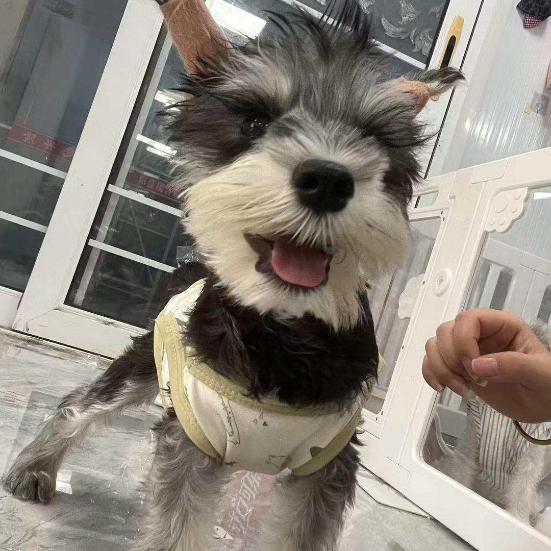 非洲大野狗🐶