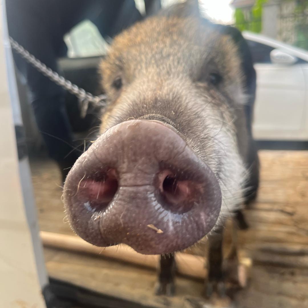 🐷小野猪66