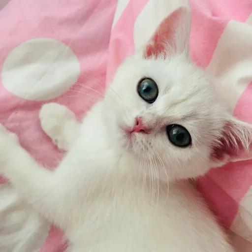 诺宝～